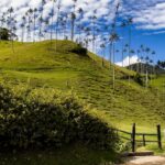 Herbata z liści malin na poród wspiera naturalny proces 238